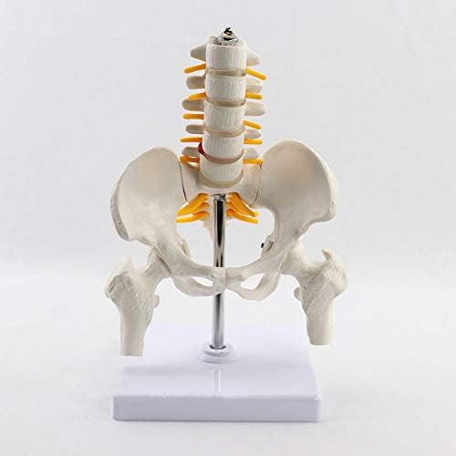 Human Anatomy Pelvic Model and Five-Section Lumbar Vertebrae Model, Small Version, Medical Teaching Supplies