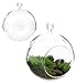 6.5-Inch Hanging Glass Terrariums for Succulents and Air Plants, Large Glass Orb Planters (Set of 2)