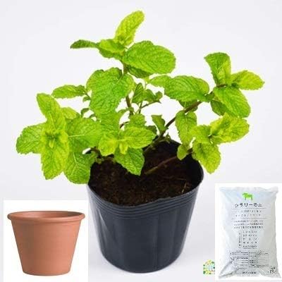 Amazon Co Jp スペアミント 栽培 セット ハーブ テラコッタ 鉢 プランター 鉢受皿 付 ホビー
