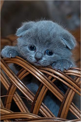 Buy Look At The Cutest Blue Scottish Fold Kitten In A Basket