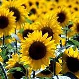 Outsidepride Sunflower Wild - 1000 Seeds