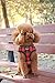 PUPTECK Dog Harness and Leash Set for Small Medium Dogs No Pull, Soft Mesh Adjustable Puppy Cat Harness Reflective at Night, Plaid Red, S