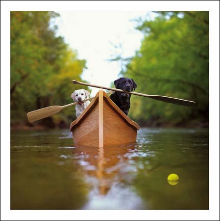 Woodmansterne Blank/Birthday Greeting Card - Labradors In A Boat (9776)