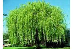 CZ GRAIN 4 Bright Green Weeping Willow Cuttings, Grow 4 Trees - Wisconsin Weeping Willow Root Stock -