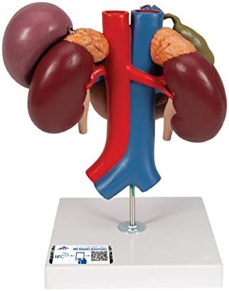 腎臓や膵臓 腹大動脈 下大静脈 十二指腸などを観察できる実物大の