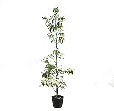 Amazon 常緑ヤマボウシ ホンコンエンシス 月光 単木 樹高1 2m前後 単品 常緑 植木 庭木 花木 シンボルツリー 植木