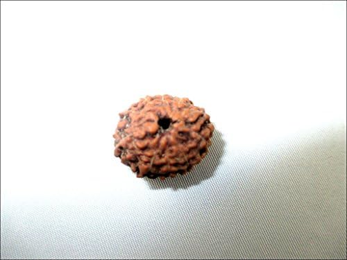 Hitech 10 Mukhi (face) Rudraksha - Helpful for Positive Thoughts, Peace of Mind, Protects from Enemies, Black or Evil Eye. Removes Nervousness, Indecision, Shyness, Anger & Illusions.