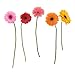 RoomMates RMK1279GM Gerber Daisies Peel and Stick Wall Decals