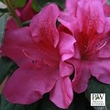 Lavender Bloom-A-Thon® Everblooming Azalea - Everblooming - Proven Winners
