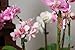 SuperMoss (90544) Butterfly Orchid Clips, Assorted, 10 Units