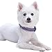 Blueberry Pet Essentials Safe & Comfy 3M Reflective Adjustable Dog Collar - Violet, Large, Neck 18