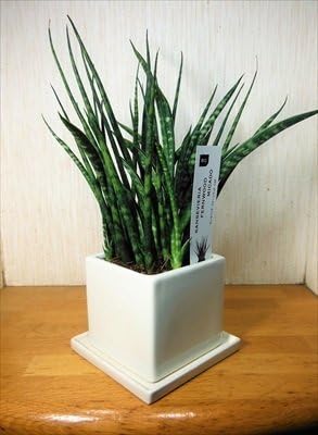 Amazon Co Jp 白陶器鉢植え サンセベリア ファーンウッド ミカド サンスベリア 受け皿付き Diy 工具 ガーデン Amazon Co Jp 白陶器鉢植え サンセベリア ファーンウッド ミカド サンスベリア 受け皿付き Diy 工具 ガーデン