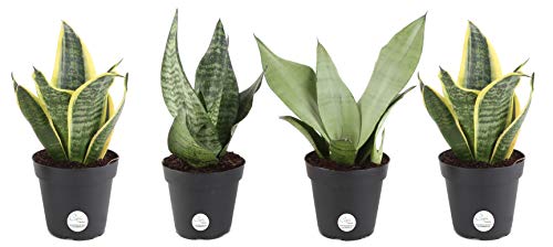 Costa Farms Snake Plant, Mother-In-Law s Tongue, Sansevieria, Easy to Grow, Ships in 4-Inch Grower Pot, 10-Inches Tall, 4-Pack, Fresh From Our Farm