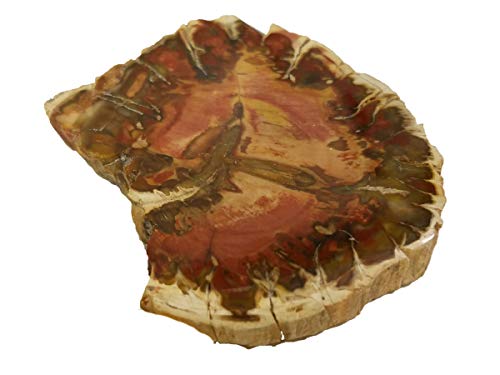 EAGems Petrified Wood Slab, Polished Fossilized Stone Tree Specimen from Madagascar, Very Small About 1" Baby Size - Thumbnail 5