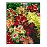 Seeds and Things Coleus 