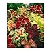 Seeds and Things Coleus "Rainbow Mixture" (Solenostemon scutellarioides) 200+ Seeds