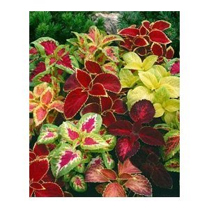 Seeds and Things Coleus Seeds and Things Coleus