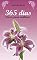 Livro 365 dias — Frases para Mulheres