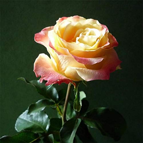 Loadsecr S Garden 100pcs Fire Ice Rose Seed Flower Floral Non Gmo Ornamental Open Pollinated Plants Seeds Yard Office Home Decoration Rose Ice And Fire Pricepulse