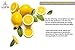 Naturevibe Botanicals Lemon Peel Powder (8 Ounces) - Citrus Lemon - 100% Pure & Natural.[Packaging May Vary]