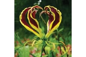 2 Gloriosa carsonii Rhizomes, Purple Flame Lily, Gloriosa Lily Rhizome
