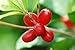 Miracle Frooties Large Miracle Fruit Tablets, 100% Naturally Grown Organic Miracle Berry. Simply Turn Sour into Sweet, Taste Tripping, Change Taste Buds, Low Sugar Intake. 10 count, 600mg/count.
