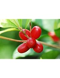 Miracle Frooties Classic Miracle Berry Tablets, 10 counts, Simply turn sour into sweet