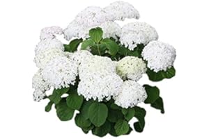 NEW LIFE NURSERY & GARDEN Annabelle Smooth Hydrangea - Live Plant - Trade Gallon Pot
