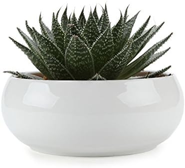 T4u 5号鉢 多肉植物鉢 サボテン鉢 陶器鉢 プランター 白 パキラ適用 インテリア