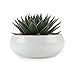 T4U 6.5 Inch Ceramic White Round Simple Design Succulent Plant Pot/Cactus Plant Pot Flower Pot/Container/Planter