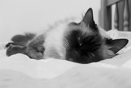 Amazon Co Jp A0 特大 ポスター 猫ふわふわカラー横向き寝てる 壁紙ウォールステッカーポスター A0 11x841mm ホーム キッチン