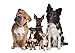 Sun Beams Brands Coconut Oil for Pets - Best Premium Quality, 100% Pure,Organic, Raw, Oil for Dogs Coats, Itches, Hot Spots, Paws, Fleas, Digestion