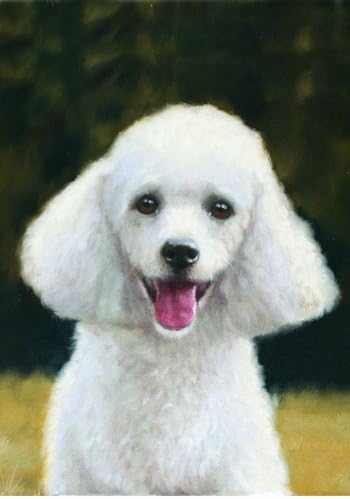 large white poodle
