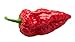 Ghost Pepper Powder (Bhut Jolokia Chili) - 16 oz/454 gm, 100% Pure, Smoked, Hottest & Spicy Chili Powder, Add Unique, Delicious, Complex and Smoky Flavor to Your Favourite Dishes