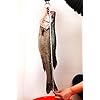 Fishing-Grabber-Gear-Lip-Tackle-Trigger-Gripper-Tool-Weight-Inches-Ruler