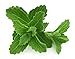 Wild Foods Whole Stevia Leaf #2 Dried Herbal Leaves for Tea, Cooking and Naturally Sweetening Recipes (4 ounce)