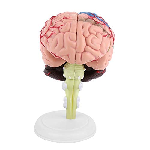 Brain Model - Anatomical Medical Model Disassembled Anatomical Human Brain Model Medical Teaching Tool Toy - Thumbnail 6