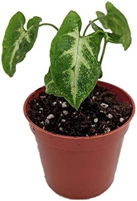 Pixie Arrowhead Plant - Syngonium/Nepthytis - Great Houseplant-