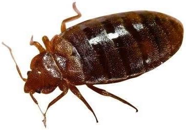 KOEPUO Ultrasonic Pest Repellent, Plug In Pest Repeller Electronic Pest Control for Roaches, Bugs, Ants, Spiders, Fleas, Mice, Mosquitoes and Other Insects Rodents, Non-toxic Eco-Friendly (4 Pack)