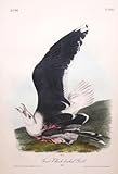 Plate 450 - Great Black-headed Gull
