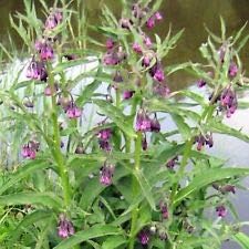 Comfrey Seeds (Symphytum officinale) Frozen Seed Capsules