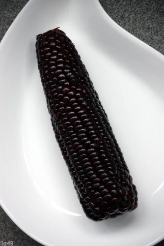 #1300 Sweet Giant Black Mexican Corn 35 seeds