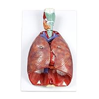 Walter Products B10427 Human Respiratory System Model, Life Size, 7-Parts