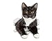 Winston & Bear 3D Cat Stickers - 2 Pack - Reaching Black & White Tuxedo Cat Decals for Wall - Fridge - Toilet - Room - Car - Retail Packaged