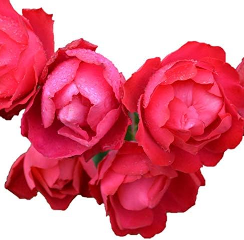 バラ苗 チェリーボニカ 国産大苗6号スリット鉢 フロリバンダ Fl 四季咲き中輪 修景用 赤系