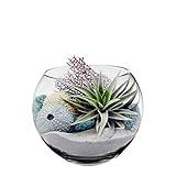 CYS EXCEL Glass Bubble Bowls Fish Bowls by Round Shaped Glass Bowls - Multiple Sizes (Body Width - 8 in)