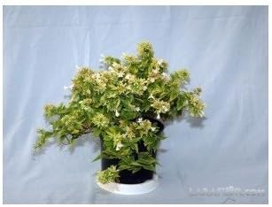 Abelia Floribunda M-17: Amazon.es: Jardín