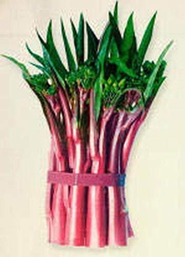 Raflesa Yu Choy Sum Seeds (Red Stem) (50 Seeds)