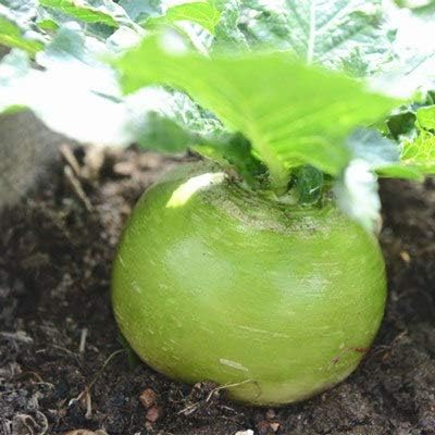 Amazon 100個 袋中国の黒い大根ミックス色有機的な果物野菜の盆栽鉢植えの虹白い大根の花鉢 13 観葉植物 オンライン通販