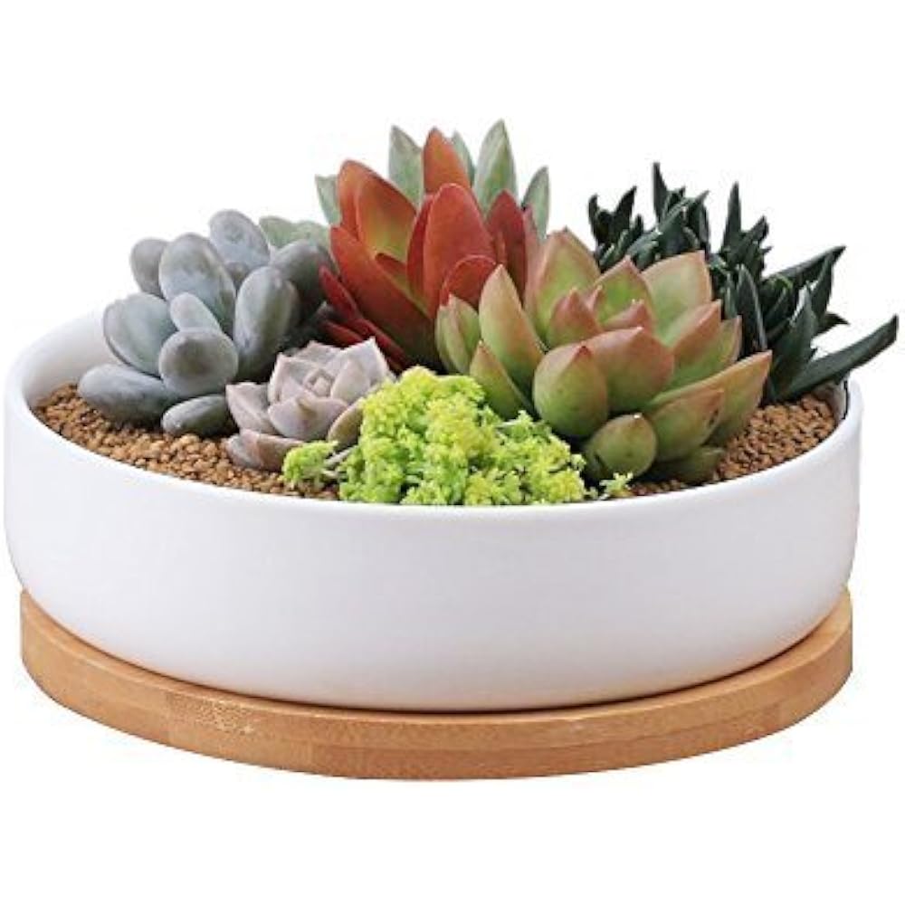 6 Inch Modern White Ceramic Round Succulent Cactus Planter